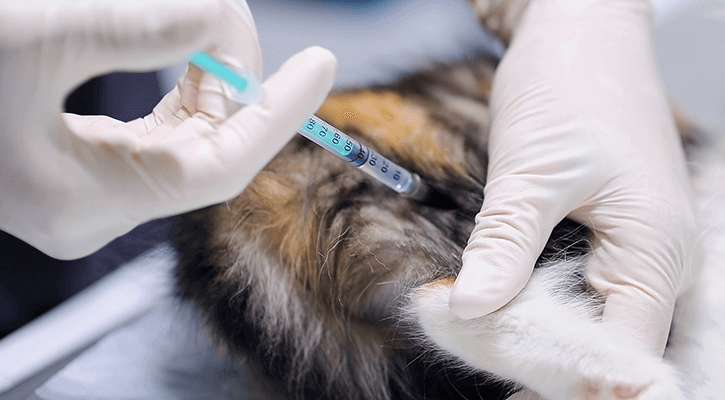 Pet vaccinations in Muncie, IN.