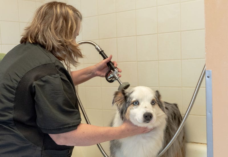 dog-getting-a-bath