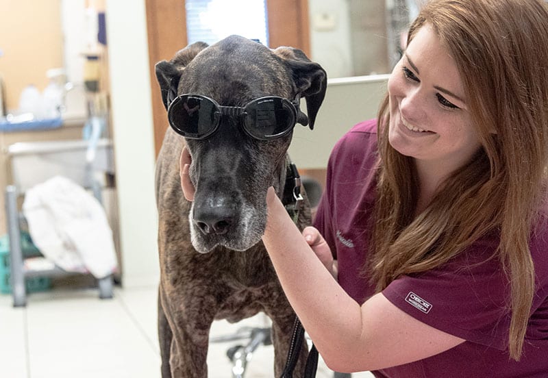 laser-therapy-dog
