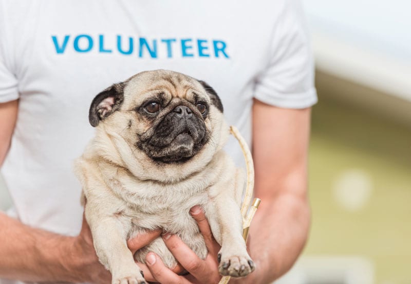 volunteer-pug